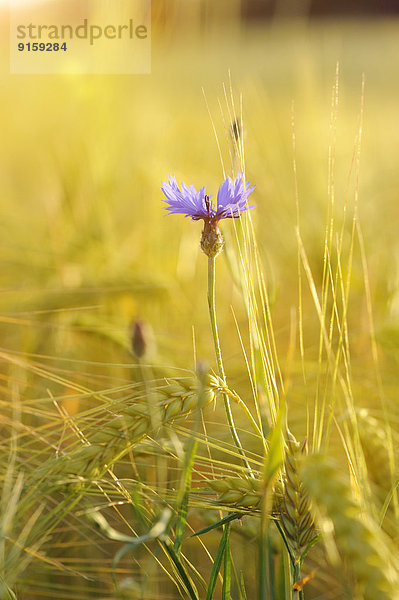 Blühende Kornblume in einem Feld