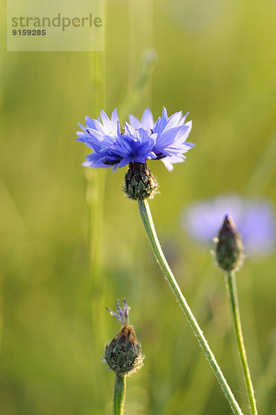 Blühende Kornblume in einem Feld