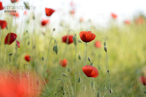 Klatschmohn Papaver rhoeas Feld