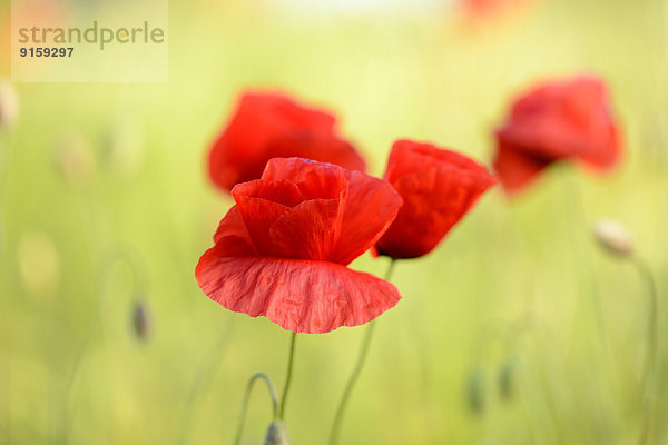 Klatschmohn Papaver rhoeas Feld