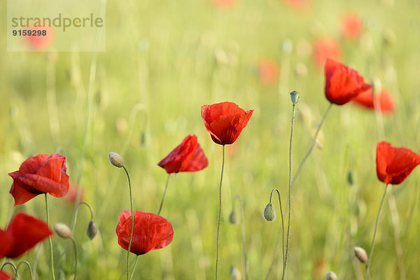 Klatschmohn Papaver rhoeas Feld