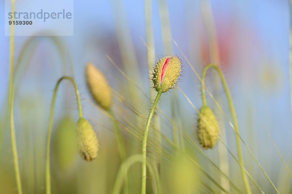 Klatschmohn-Knospen in einem Feld