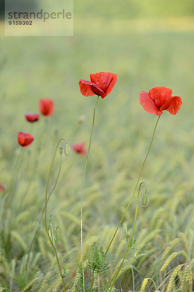 Klatschmohn Papaver rhoeas Feld