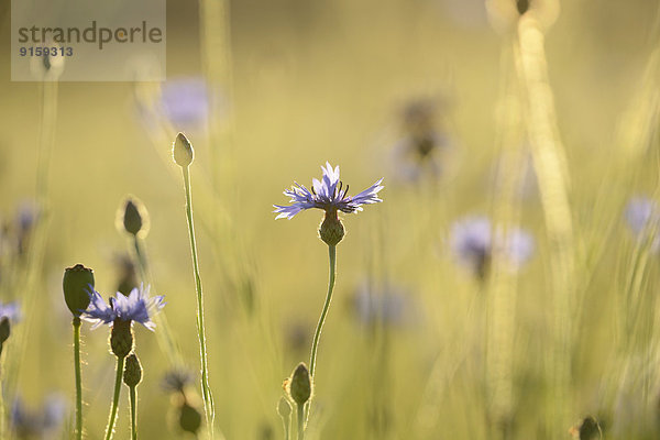 Blühende Kornblume in einem Feld