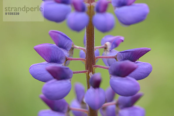 Blühende Wildlupine im Frühling