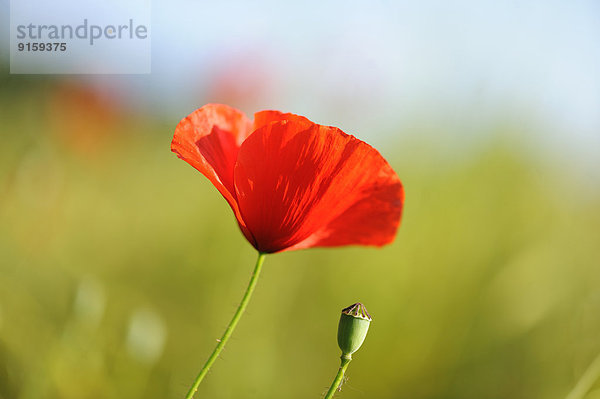 Klatschmohn Papaver rhoeas Feld