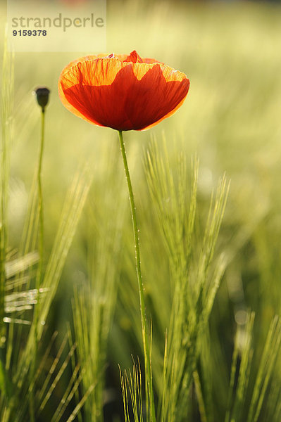 Klatschmohn Papaver rhoeas Feld