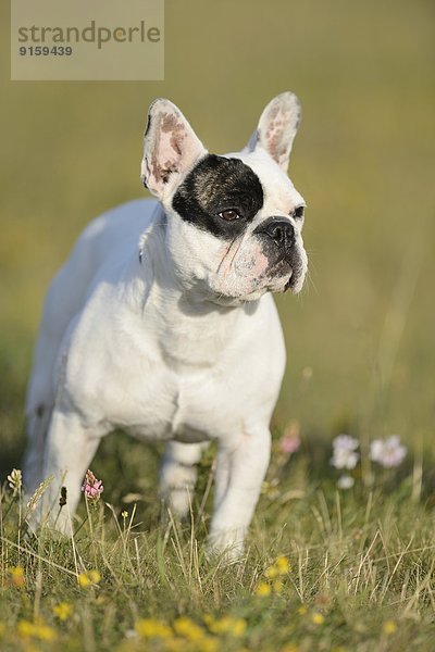 Sieben Monate alte Französische Bulldogge auf einer Wiese