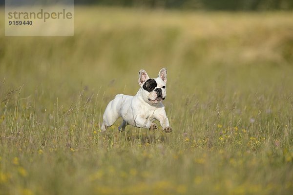 Sieben Monate alte Französische Bulldogge läuft auf einer Wiese