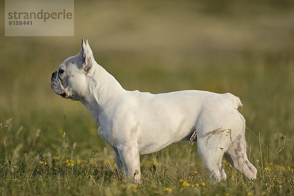 Sieben Monate alte Französische Bulldogge auf einer Wiese