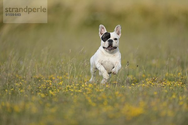 Sieben Monate alte Französische Bulldogge läuft auf einer Wiese