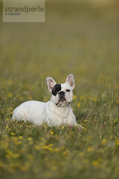 Sieben Monate alte Französische Bulldogge liegt auf einer Wiese