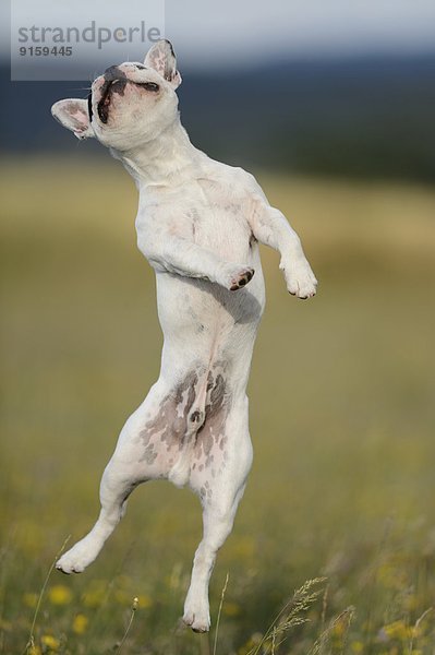 Sieben Monate alte Französische Bulldogge springt auf einer Wiese