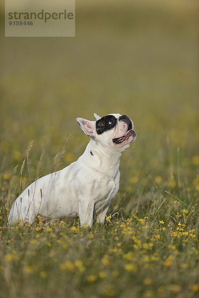 Sieben Monate alte Französische Bulldogge auf einer Wiese