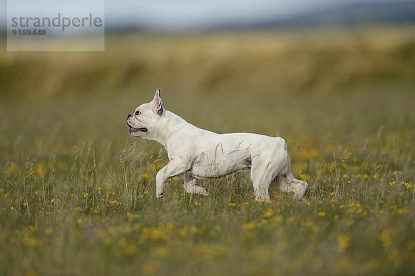 Sieben Monate alte Französische Bulldogge läuft auf einer Wiese