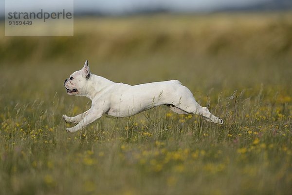 Sieben Monate alte Französische Bulldogge läuft auf einer Wiese