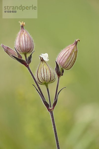 Close-up der Blüten einer Weißen Lichtnelke