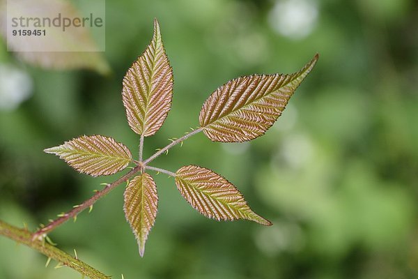 Close-up eines Brombeerblatts