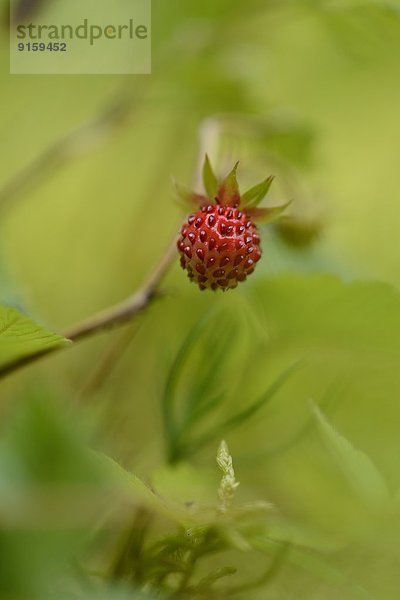 Close-up einer Walderdbeere