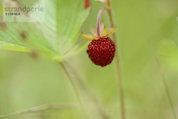 Close-up einer Walderdbeere