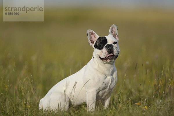 Sieben Monate alte Französische Bulldogge auf einer Wiese