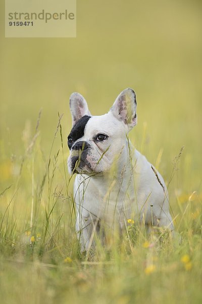 Sieben Monate alte Französische Bulldogge auf einer Wiese