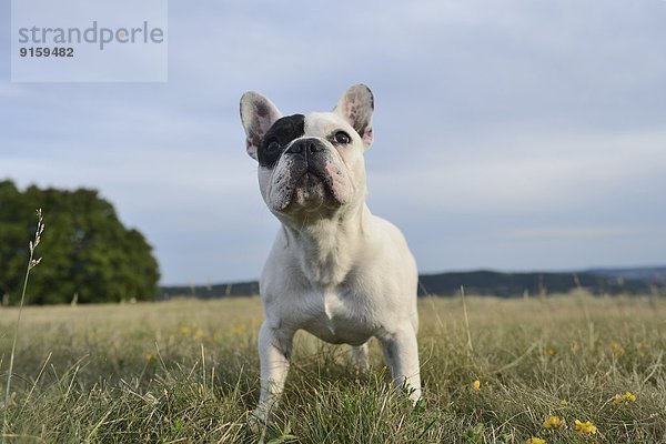 Sieben Monate alte Französische Bulldogge auf einer Wiese