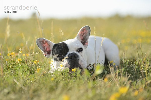 Sieben Monate alte Französische Bulldogge liegt auf einer Wiese