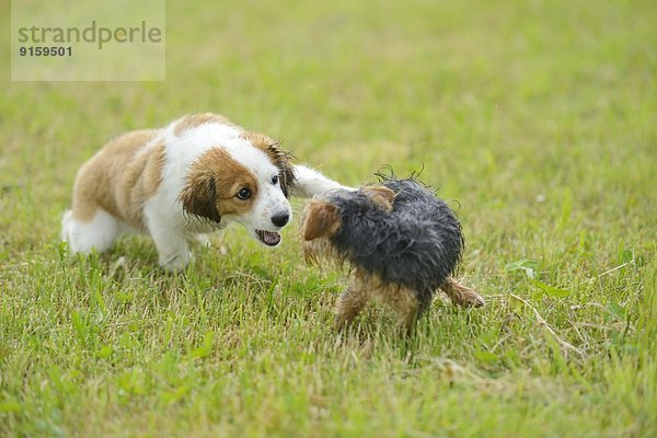 Kooikerhondje und Yorkshireterrier-Welpen spielen auf einer Wiese