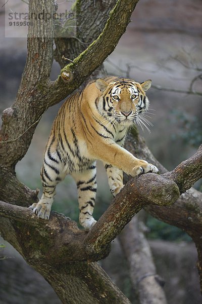 Sibirischer Tiger in einem Baum  Bayern  Deutschland
