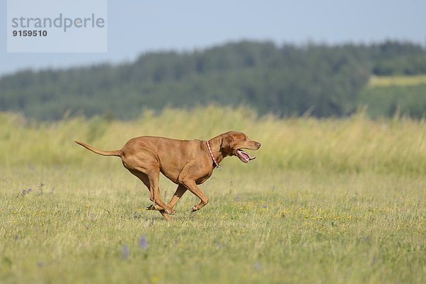 Magyar Vizsla rennt auf einer Wiese