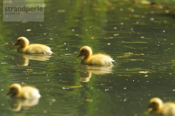 Pekingenten-Küken im Wasser