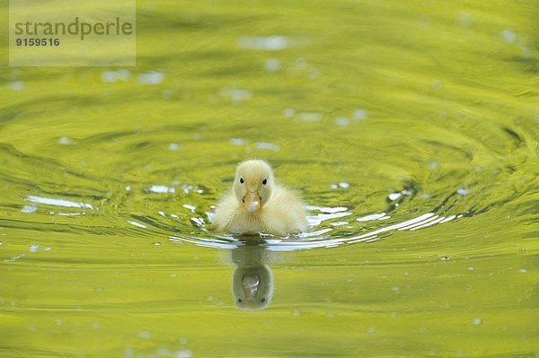 Pekingenten-Küken im Wasser