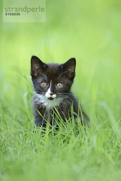 Katzenjunges auf einer Wiese