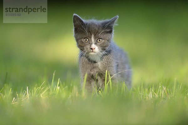 Katzenjunges auf einer Wiese