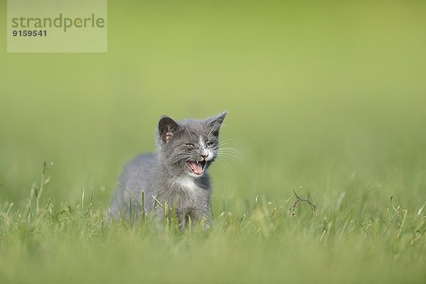 Katzenjunges auf einer Wiese