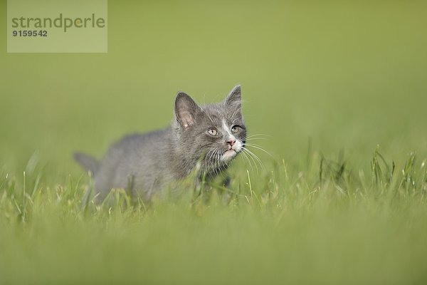 Katzenjunges auf einer Wiese