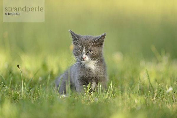 Katzenjunges auf einer Wiese