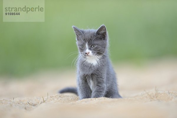 Katzenjunges sitzt im Sand