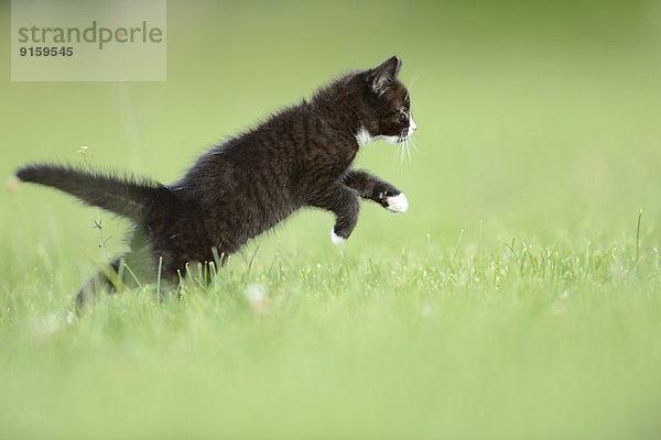 Katzenjunges auf einer Wiese