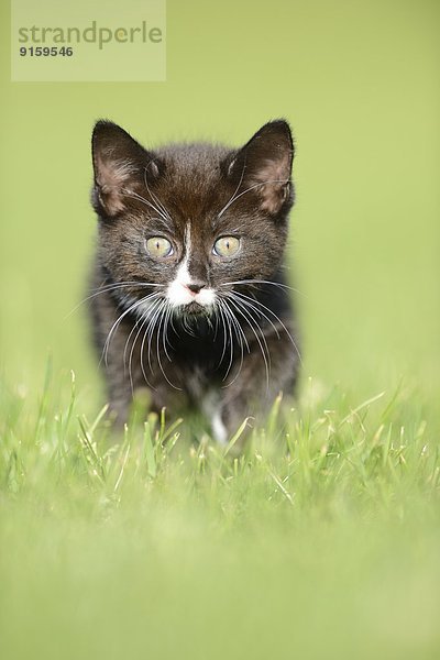 Katzenjunges auf einer Wiese