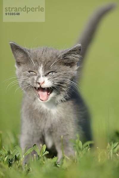 Katzenjunges auf einer Wiese