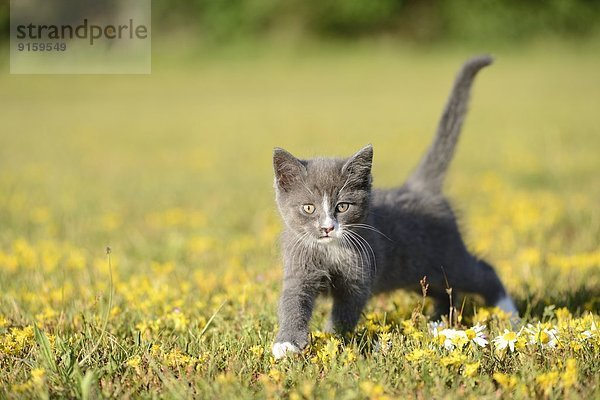 Katzenjunges auf einer Wiese