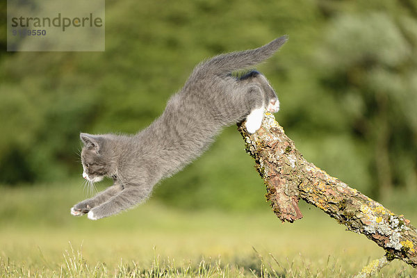 Katzenjunges springt von einem Ast