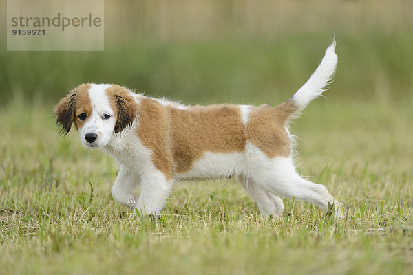 Kooikerhondje-Welpe steht auf einer Wiese