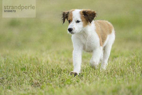 Kooikerhondje-Welpe rennt auf einer Wiese