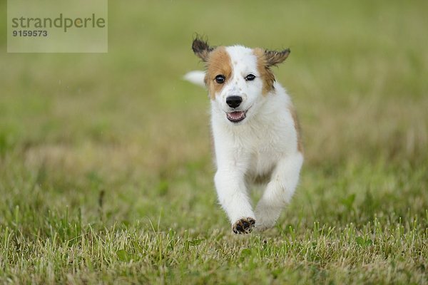 Kooikerhondje-Welpe rennt auf einer Wiese