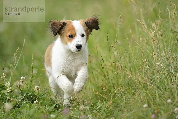 Kooikerhondje-Welpe rennt auf einer Wiese