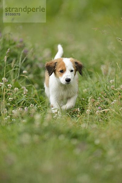 Kooikerhondje-Welpe rennt auf einer Wiese