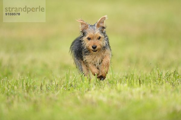 Yorkshireterrier-Welpe rennt auf einer Wiese